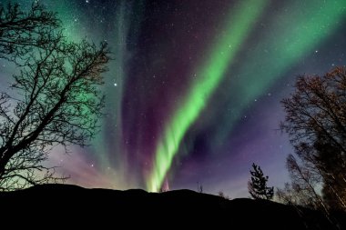 İnanılmaz, doğal renk Aurora Borealis - orman (ağaçların yukarıda Kuzey ışıkları )