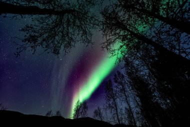 İnanılmaz, doğal renk Aurora Borealis - orman (ağaçların yukarıda Kuzey ışıkları )