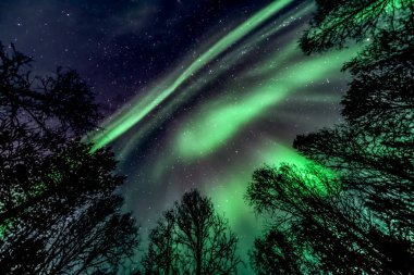 İnanılmaz, doğal renk Aurora Borealis - orman (ağaçların yukarıda Kuzey ışıkları )