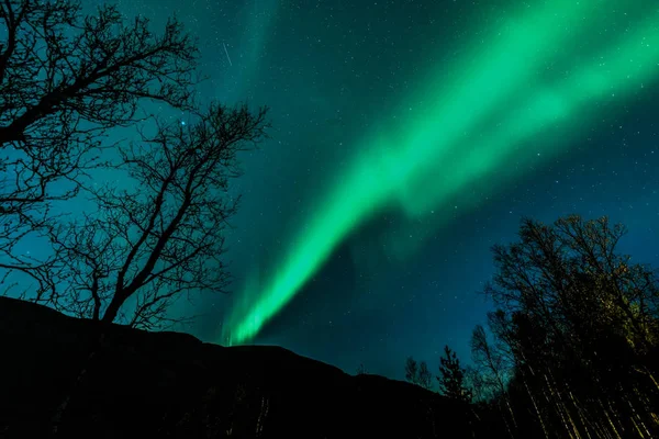 Невероятно Натуральных Цветах Aurora Borealis Северное Сияние Над Лесом Линия — стоковое фото