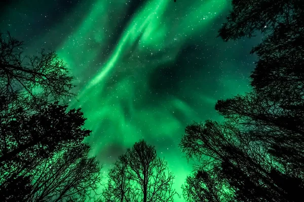 Nanılmaz Doğal Renk Aurora Borealis Orman Ağaçların Yukarıda Kuzey Işıkları — Stok fotoğraf
