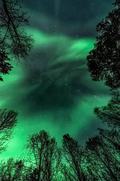 Inacreditável Cores Naturais Aurora Borealis Luzes Norte Acima Floresta Linha — Fotografia de Stock