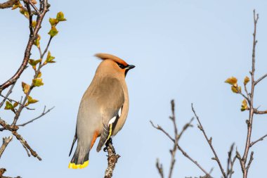 Bohemian Waxwing - Bombycilla garrulus - mohawk ile kuş