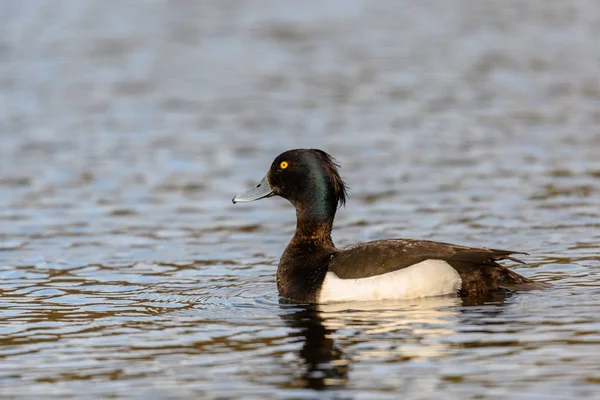 Klein Schwarz Weiß Taucherente Mit Gelben Augen Und Blauem Schnabel — Stockfoto