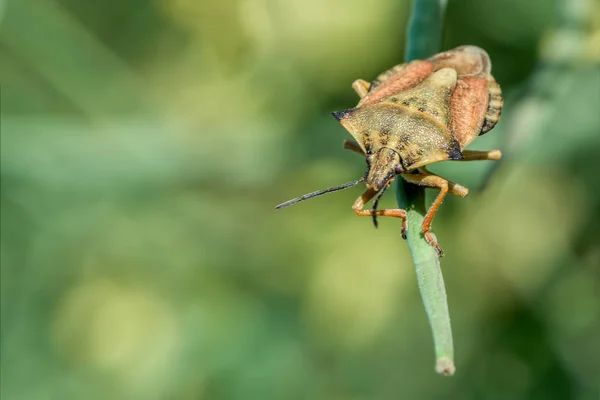 Bug Escudo Carpocoris Fuscispinus Close Macrofotografia — Fotografia de Stock