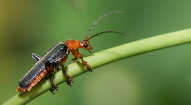 Siyah ve kırmızı küçük böcek (cantharis livida) - yakın - makro fotoğrafçılık