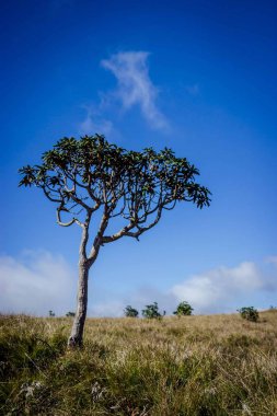 Ağaç üzerinde Grassland Horton Plains Sri Lanka
