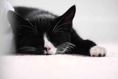 3 - aylık yavru kedi halı üzerinde uyuyor. Siyah ve beyaz İngiliz kısa saç moggie. Kapalı. Sığ derinlik-in tarla