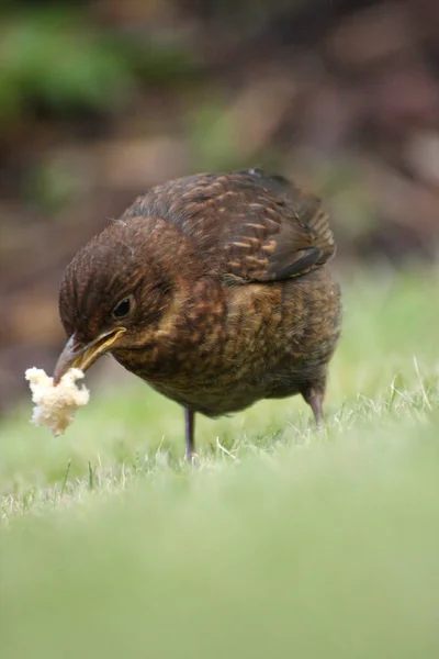 Este Jovem Melro Família Thrush Ainda Exibe Suas Penas Castanhas — Fotografia de Stock