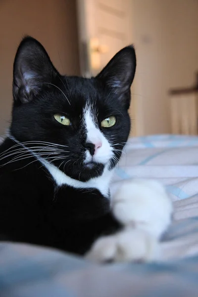 Молодих Дорослих Кішка Розслабляє Ліжко Чорно Білий Британський Коротке Волосся — стокове фото