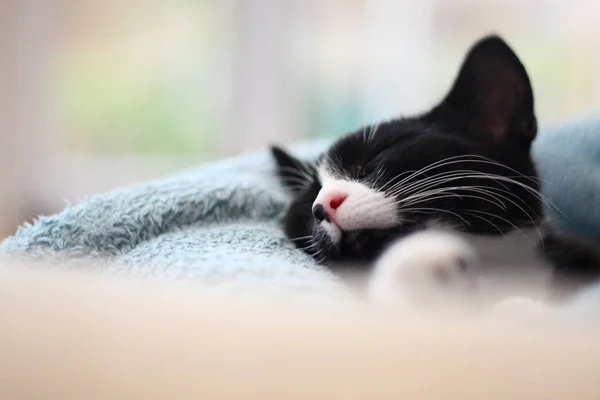 Gatinho Meses Cochilando Sofá Conservatório Perto Janela Preto Branco Britânico — Fotografia de Stock