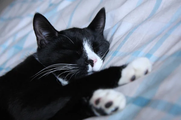 Gato Adulto Jovem Dormindo Cama Preto Branco Britânico Cabelo Curto — Fotografia de Stock