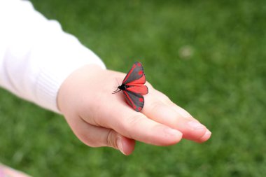 This red and black winged moth is a cinnabar moth. Photograph captured in a garden in Staffordshire, UK in June clipart