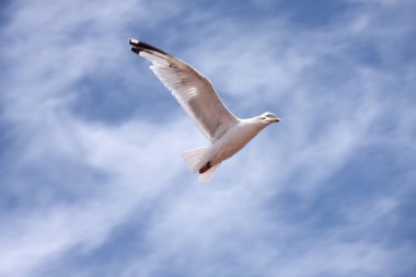 Martı mavi yaz gökyüzünde süzülen beyaz incecik clo ile dolu