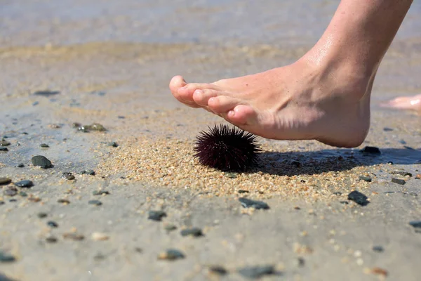 Mořský ježek na písku Stock Snímky