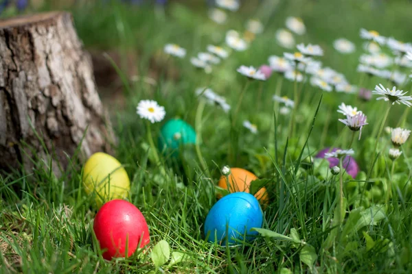 Six colorful Easter eggs hidden in a grass and flowers