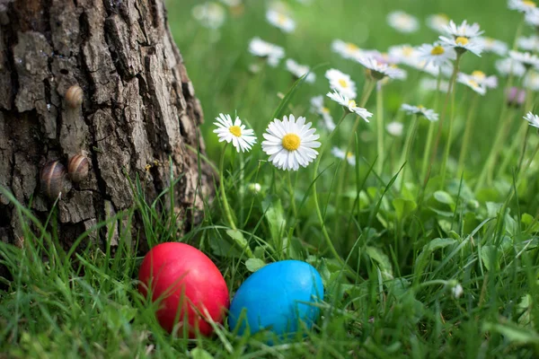 Huevos Pascua Gallina Roja Azul Jardín —  Fotos de Stock