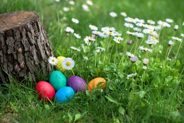 Oeufs Poule Différentes Couleurs Dans Jardin — Photo