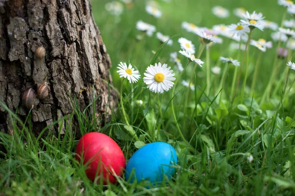 Πασχαλινά Αυγά Κόκκινα Και Μπλε Κότα Μέσα Έναν Κήπο Φωτογραφία Αρχείου
