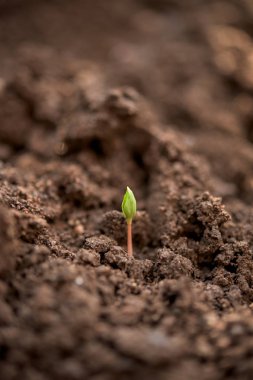 Bir yeni bitki broun Bahçe toprak