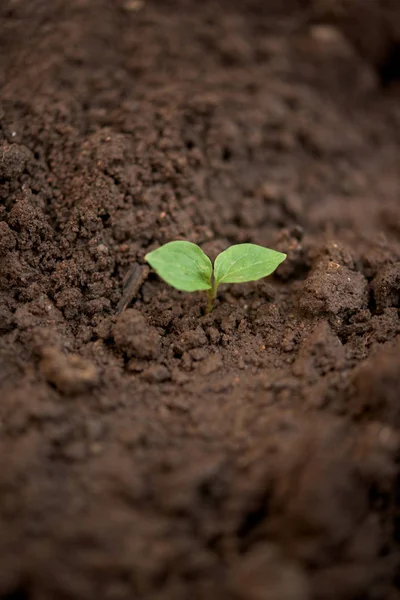 Kirli toprakta bir genç bitki