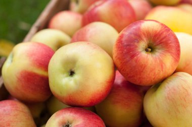 Olgun sarı ve kırmızı olgun elma yığını