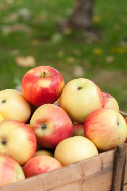 Bir sebze bahçesi kırmızı olgun elma ile ahşap depo gözü