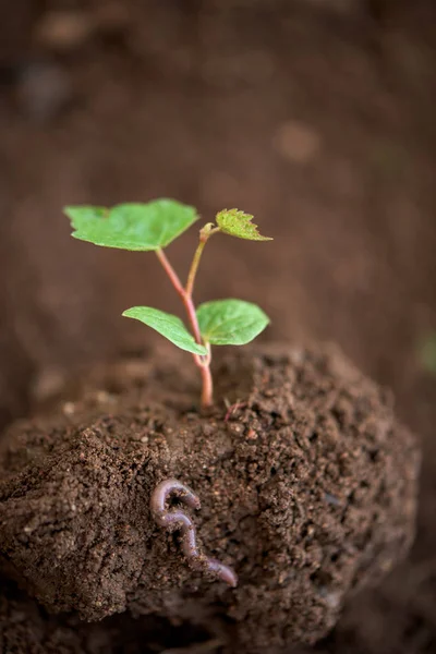 Jungpflanze Erde Und Wurm — Stockfoto