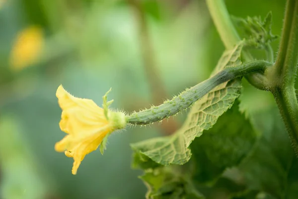 黄瓜果实开花的部分植物 — 图库照片