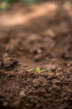 Bir yuong bitki bahçe toprak