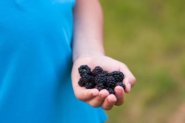少数与成熟的黑莓 接近孩子的手 — 图库照片