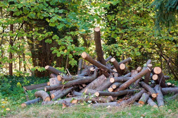 Σωρός Από Cutted Οξιάς Ένα Σύμπλεγμα Δομών — Φωτογραφία Αρχείου