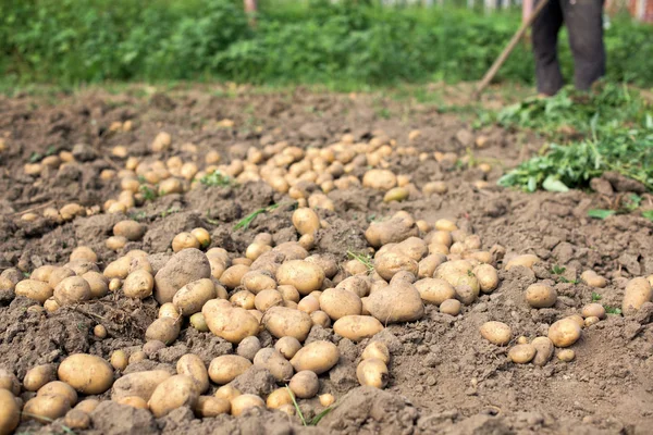 Bir Patates Sebze Bahçesinde Çalışan Digs — Stok fotoğraf