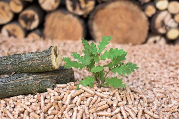Biomasa Roble Madera Pellets Árbol Joven —  Fotos de Stock