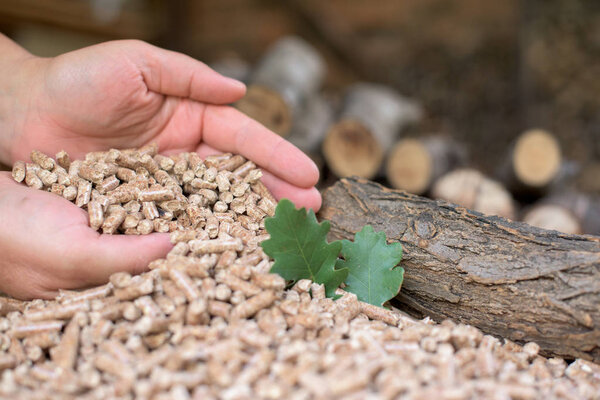 Oak biomass in female hands - close up