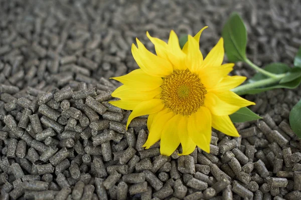 Pellets Made Sunflower Renewable Energy — Stock Photo, Image