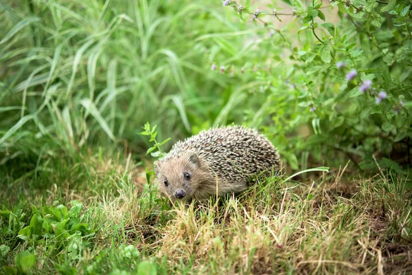 Small Hedgehog Grass Lookin Camera Ful Size — Stock Photo, Image