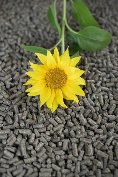 Erneuerbare Energien Sonnenblumen Und Pellets Aus Sonnenblumen — Stockfoto