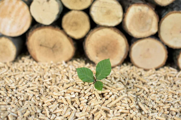 Young beech tree in front of pile of beech wood and pellets