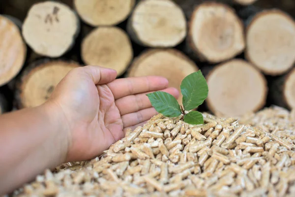 Young Beech Tree Front Pile Beech Wood Pellets — Stock Photo, Image