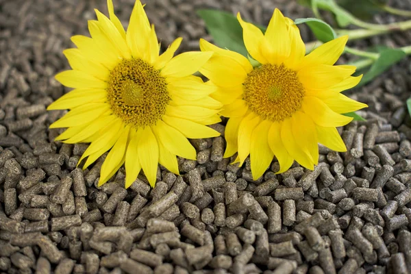 Synflower Biomassza Növények Virágok Pellet — Stock Fotó