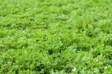 Alan yeşil taze yonca gıda ve fooder ile