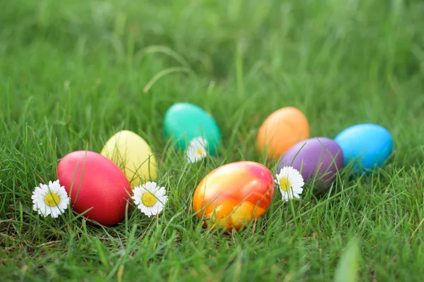 Zeven Duivin Gekleurde Eieren Een Gras Pasen Hunt — Stockfoto
