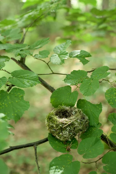 Small Empty Nest Beech Tree — Stock Photo, Image