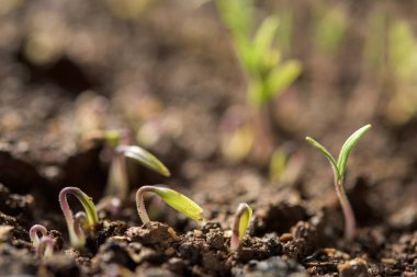 Yeni domates bitkiler