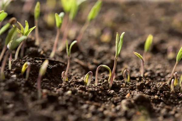 Lot of new tomato plants — Stock Photo, Image