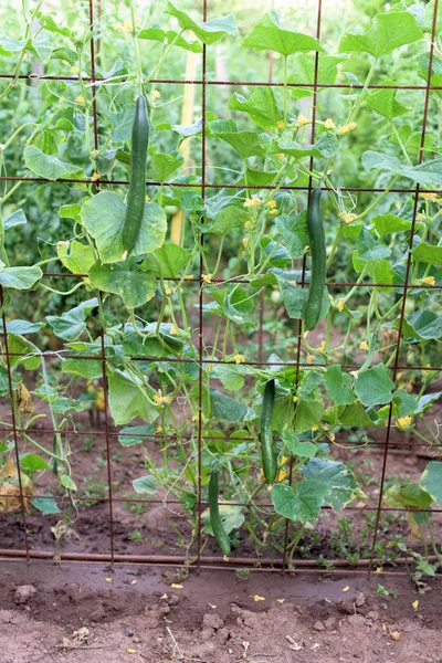 Cucumbers vertical planting. Growing organic food. Cucumbers har