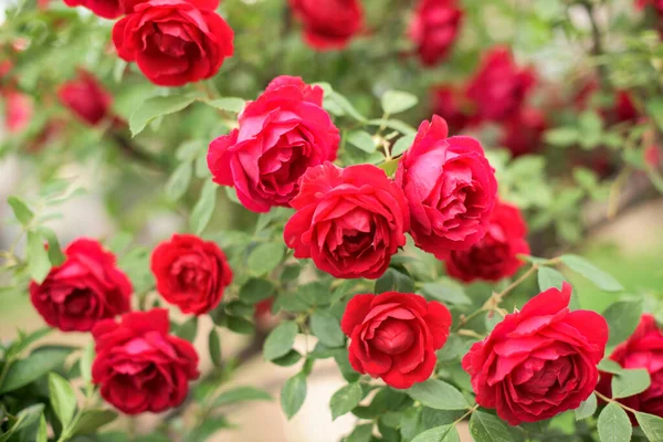 Close Red Rose Bush Lot Blossoms — Stock Photo, Image