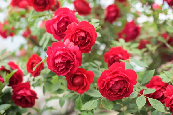 Part Red Rose Bush Lot Beauthiful Red Blossoms Green Leafs — Stock Photo, Image