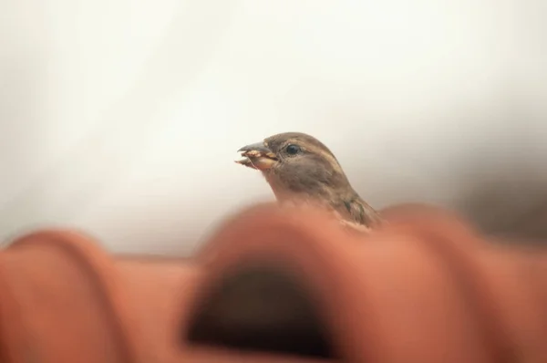 Petit Moineau Brun Sur Une Clôture Métallique Moineau Domestique Passer — Photo